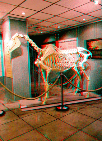 equus