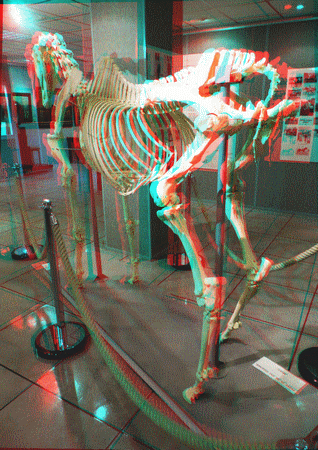 equus