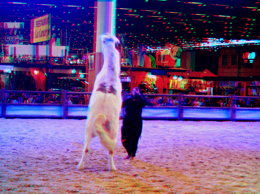equus