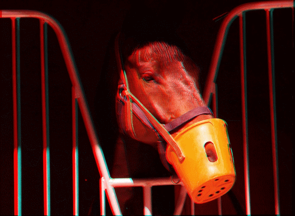 equus