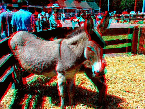 equus