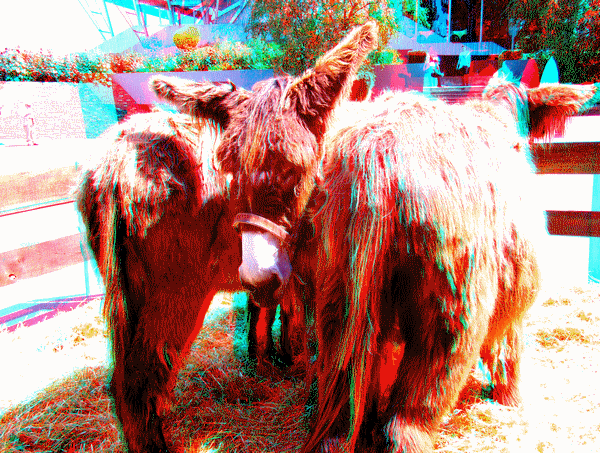 equus
