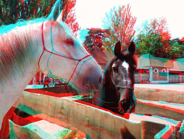 equus