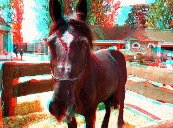 equus