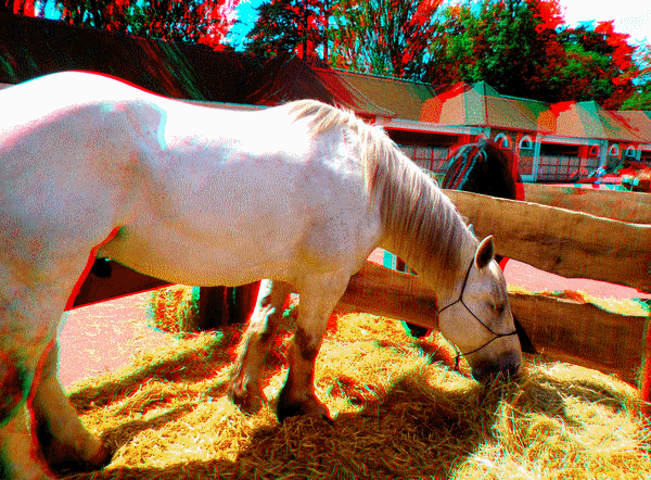 equus
