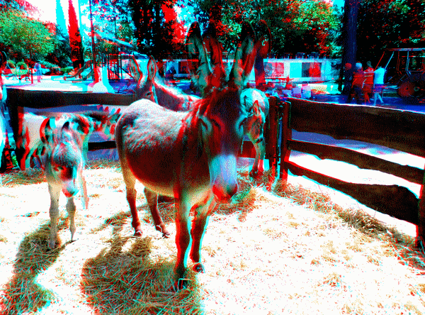 equus
