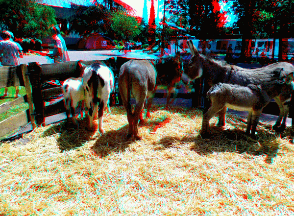 equus