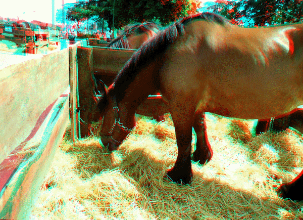equus