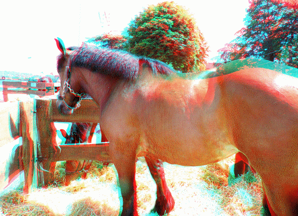 equus