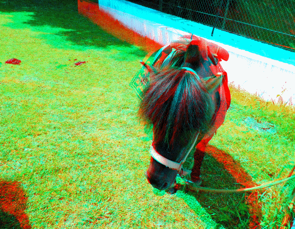 equus