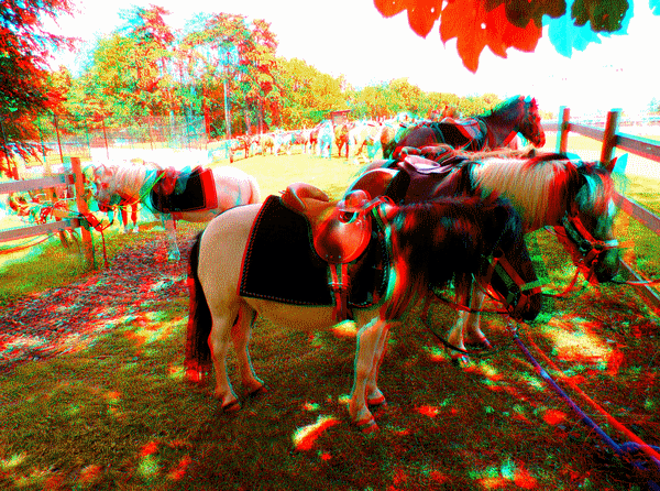 equus