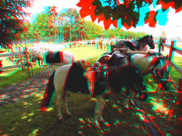 equus