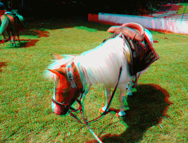 equus