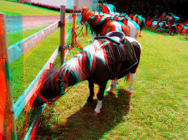 equus