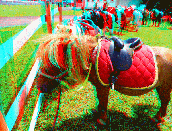 equus