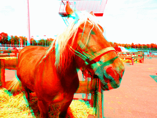 equus