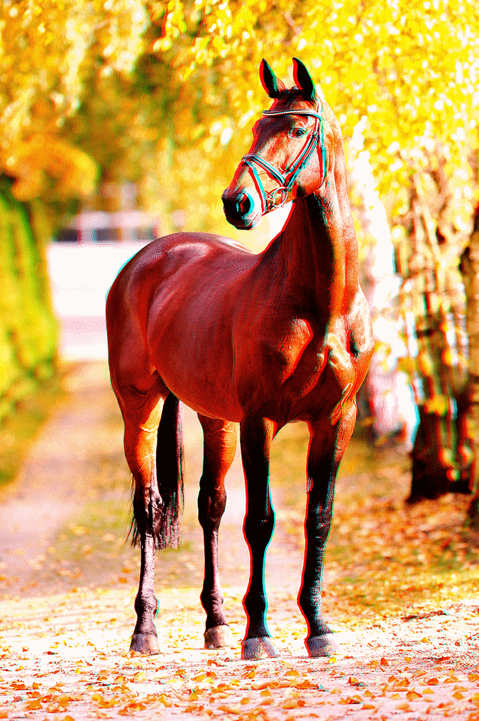 equus